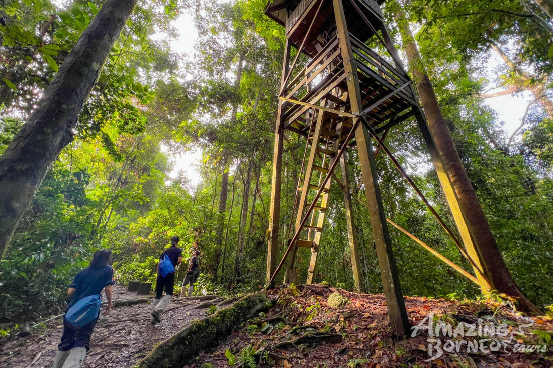 5D4N Danum Valley Birdwatching with INFAPRO Conservation Stay