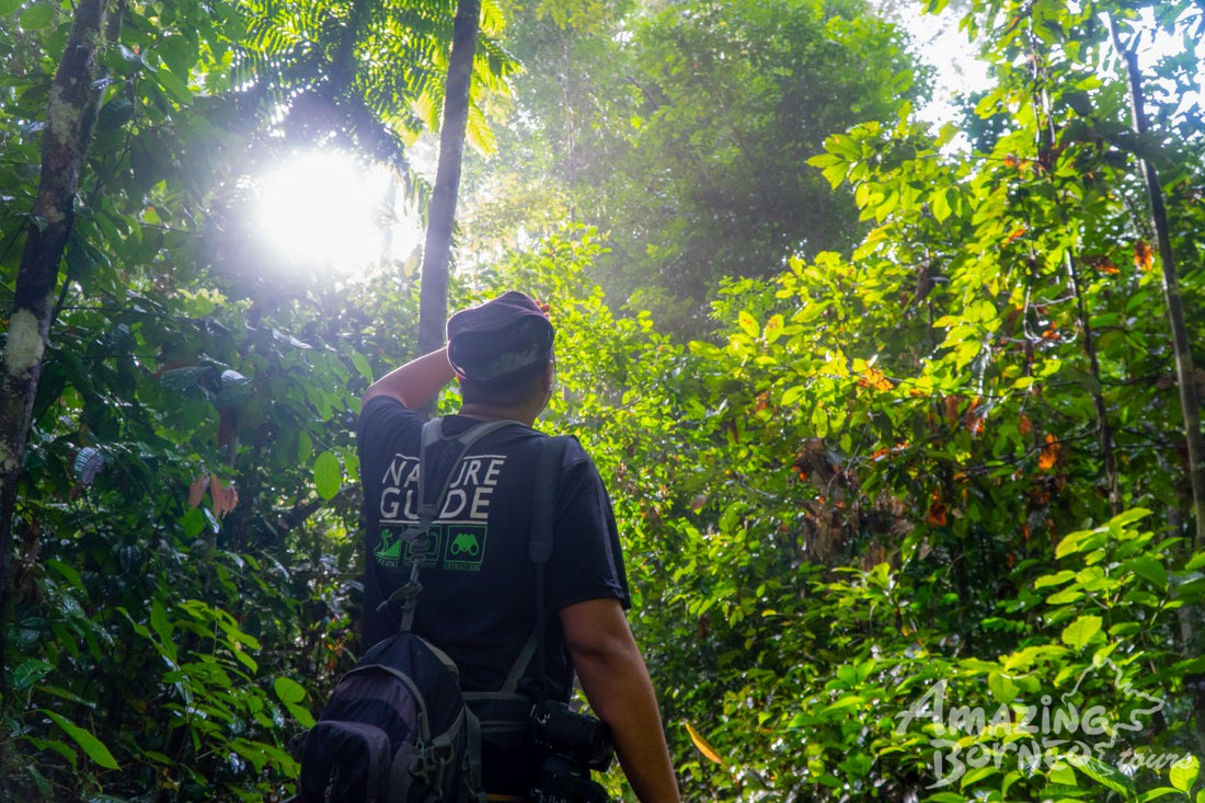 5D4N Danum Valley Birdwatching with INFAPRO Conservation Stay