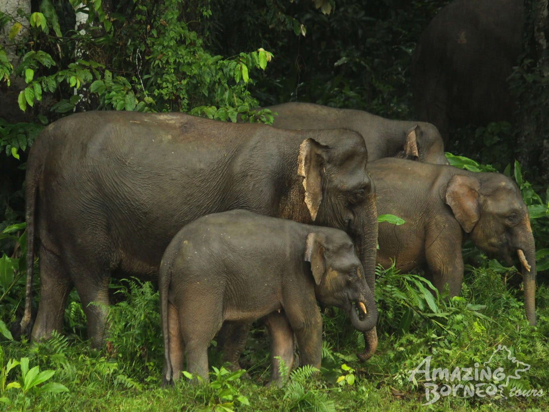 3D2N Danum Valley Expedition with INFAPRO Conservation Stay