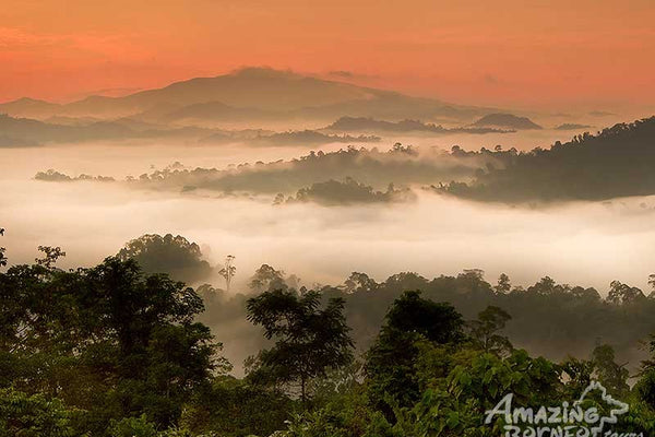 5D4N Wings & Wonder: Bird Watching Tour at Danum Valley Field Centre