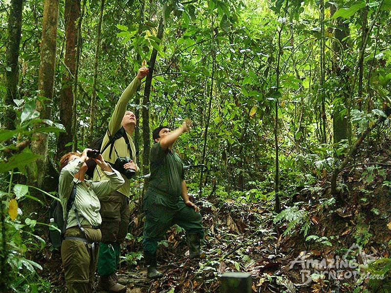 3D2N Borneo Rainforest Lodge Wellness Retreat