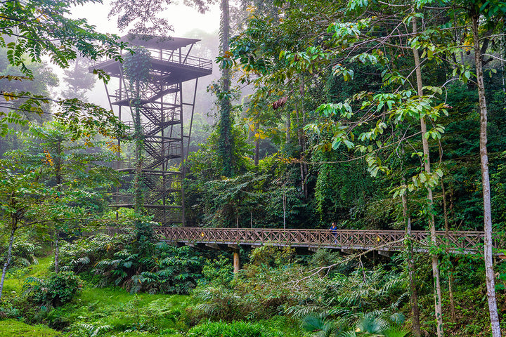 Kawag Danum Valley Rainforest