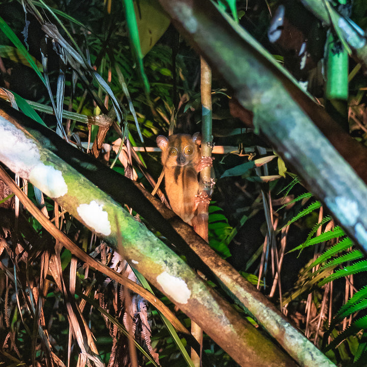 Kawag Danum Valley Rainforest Night Wildlife Tarsier