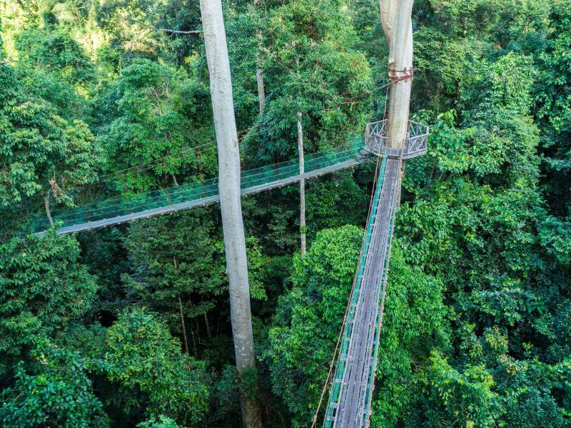 3D2N Borneo Rainforest Lodge - Danum Valley Rainforest Lodge
