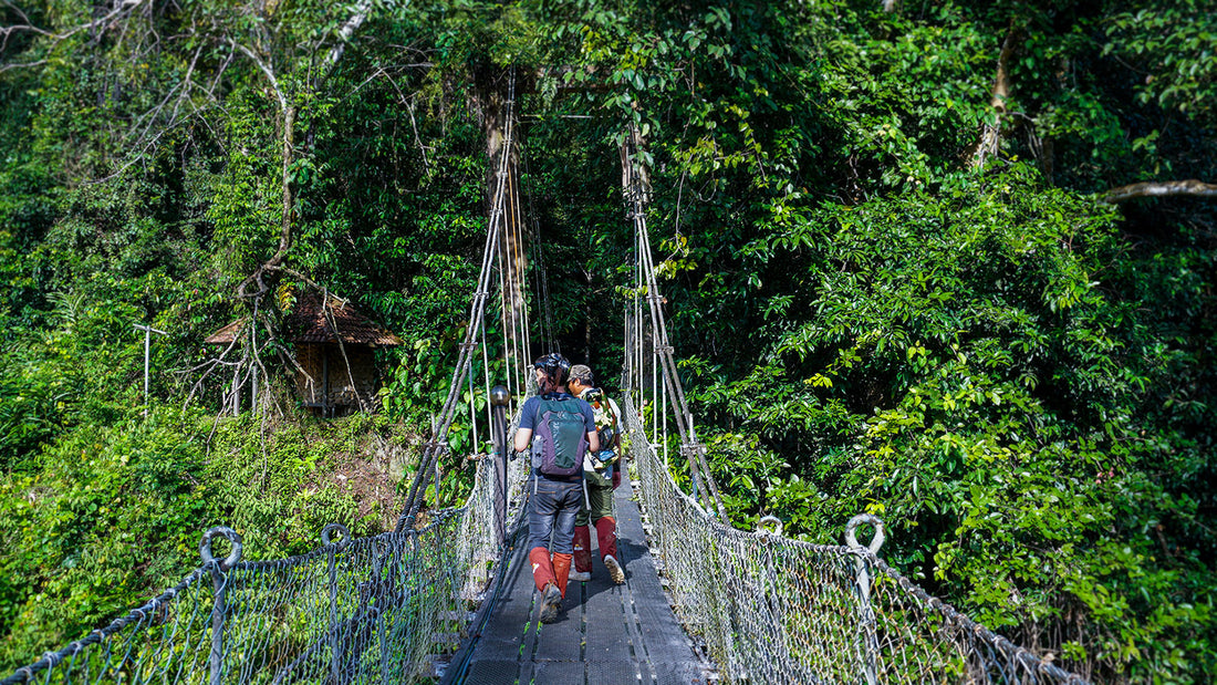4D3N Danum Valley Field Centre - Danum Valley Rainforest Lodge