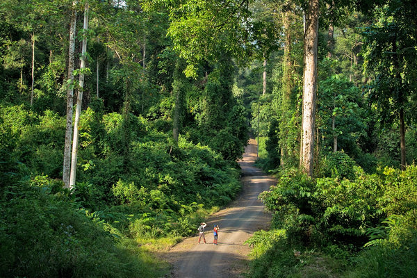 4D3N Borneo Rainforest Lodge - Danum Valley Rainforest Lodge